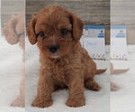 Small Photo #22 Cavapoo Puppy For Sale in CARLISLE, KY, USA