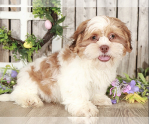 Shih Tzu Puppy for sale in MOUNT VERNON, OH, USA