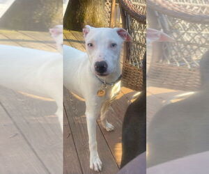 Snow - Female Bulldog-Labrador Retriever Mix Dog for Adoption - Photo #11