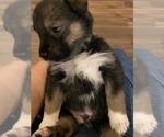 Small Photo #8 Bernedoodle-Siberian Husky Mix Puppy For Sale in CHICOPEE, MO, USA