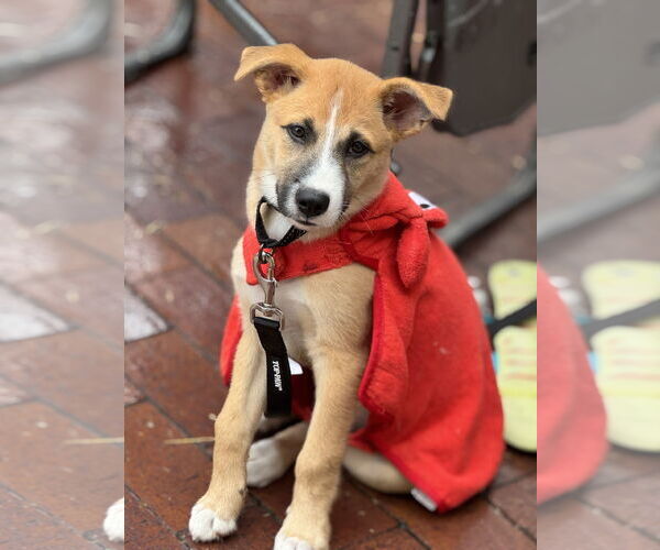 Medium Photo #5 Mutt Puppy For Sale in Fort Worth, TX, USA