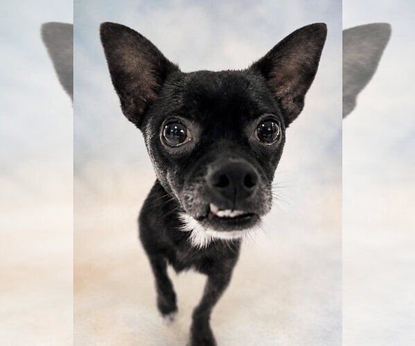 Medium Photo #1 Chihuahua-Unknown Mix Puppy For Sale in Canton, CT, USA