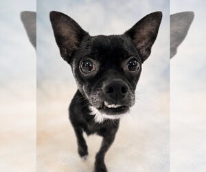 Chihuahua-Unknown Mix Dogs for adoption in Canton, CT, USA