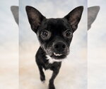 Small Chihuahua Mix