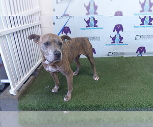 American Staffordshire Terrier-Unknown Mix Dogs for adoption in Orlando, FL, USA