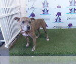 Small American Staffordshire Terrier Mix