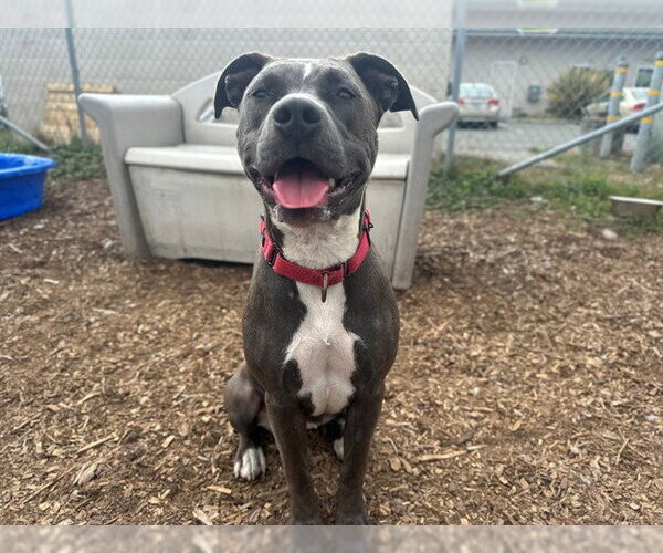 Medium Photo #1 Mutt Puppy For Sale in McKinleyville, CA, USA