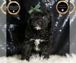 Puppy Riddle Cavapoo