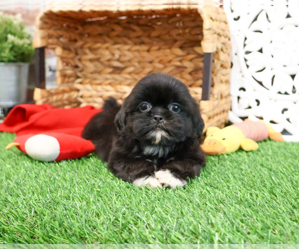 Medium Photo #3 Shih Tzu Puppy For Sale in SYRACUSE, IN, USA