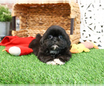 Small #2 Shih Tzu