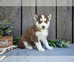 Small #2 Siberian Husky