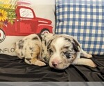 Small #5 Australian Shepherd