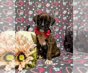 Boxer Puppy for sale in QUARRYVILLE, PA, USA