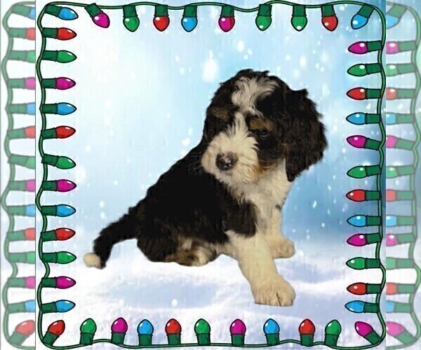 Medium Photo #5 Bernedoodle Puppy For Sale in BLACK FOREST, CO, USA