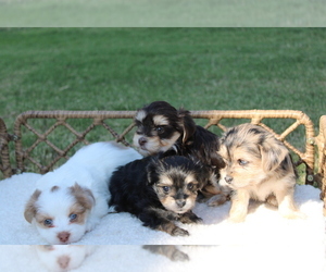 Morkie Litter for sale in TOPEKA, KS, USA