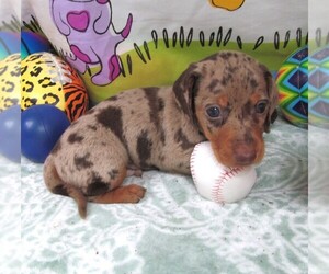 Dachshund Puppy for sale in RATTAN, OK, USA