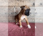 Small #12 Boxer