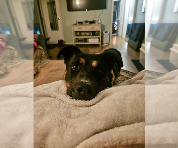 Medium Photo #14 Rottweiler-Unknown Mix Puppy For Sale in Brewster, NY, USA