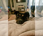 Small #13 Rottweiler Mix