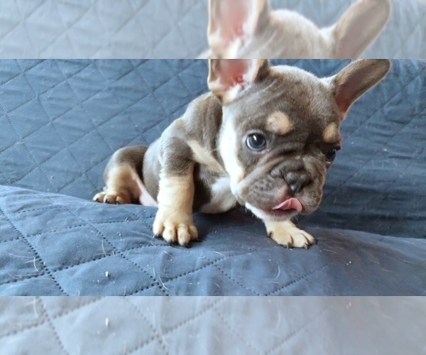 Medium Photo #40 French Bulldog Puppy For Sale in MANHATTAN, NY, USA