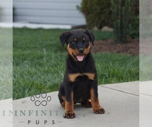 Rottweiler Puppy for sale in CHRISTIANA, PA, USA