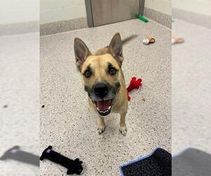 Medium German Shepherd Dog Mix