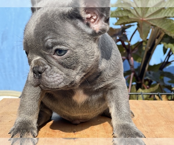 Medium Photo #15 French Bulldog Puppy For Sale in SACRAMENTO, CA, USA