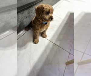 Cavalier King Charles Spaniel-Poodle (Standard) Mix Puppy for sale in BOCA RATON, FL, USA