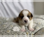 Small #19 Pembroke Welsh Corgi