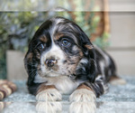 Small Photo #16 Cocker Spaniel Puppy For Sale in SEAMAN, OH, USA