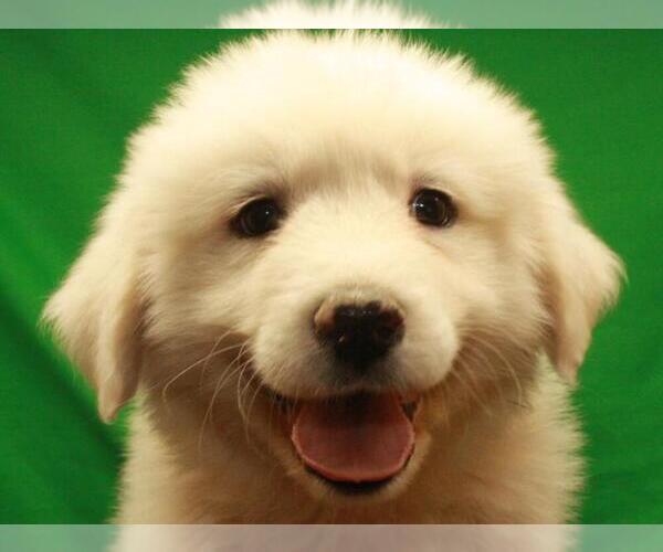 Medium Photo #6 Great Pyrenees Puppy For Sale in SHAWNEE, OK, USA