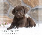 Small #2 Labrador Retriever