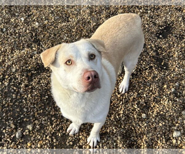 Medium Photo #4 Mutt Puppy For Sale in Anniston, AL, USA