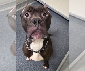 American Pit Bull Terrier Dogs for adoption in Glen Allen, VA, USA