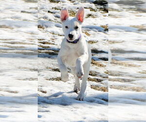 Unknown-white german shepherd Mix Dogs for adoption in Hoffman Estates, IL, USA