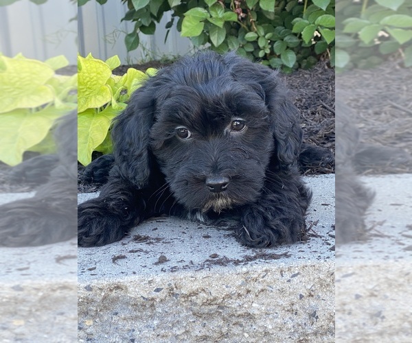 Medium Photo #4 Lhasa-Poo Puppy For Sale in CANOGA, NY, USA