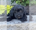 Small #3 Lhasa-Poo