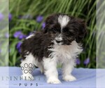 Small #3 Cavapoo