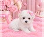 Hand Delivery - Female Maltese Puppy for Sale - Photo #8