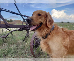 Father of the Golden Retriever puppies born on 07/21/2026