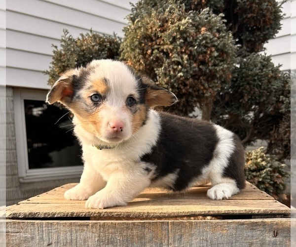 Medium Photo #1 Pembroke Welsh Corgi Puppy For Sale in MIDDLEBURY, IN, USA