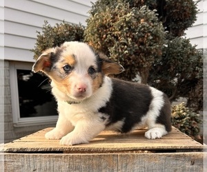 Pembroke Welsh Corgi Puppy for sale in MIDDLEBURY, IN, USA