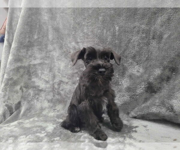 Medium Photo #3 Mutt Puppy For Sale in Lincolnwood, IL, USA
