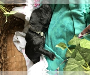 Saint Berdoodle Puppy for sale in FRANKLIN, TN, USA