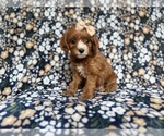 Image preview for Ad Listing. Nickname: Miley