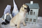 Small Photo #5 Pug Puppy For Sale in HONEY BROOK, PA, USA
