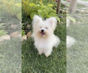 Bichon Frise-Morkie Mix Puppy for Sale in Chisinau, Chisinau Municipality Moldova