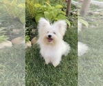 Image preview for Ad Listing. Nickname: Morkie