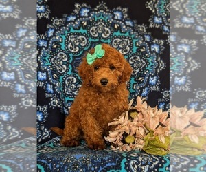 Poodle (Miniature) Puppy for sale in QUARRYVILLE, PA, USA