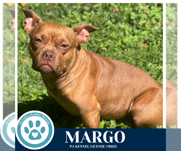 Medium Photo #12 Bulldog-Unknown Mix Puppy For Sale in Kimberton, PA, USA